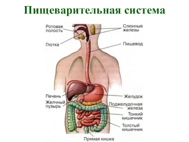 Пищеварительная система