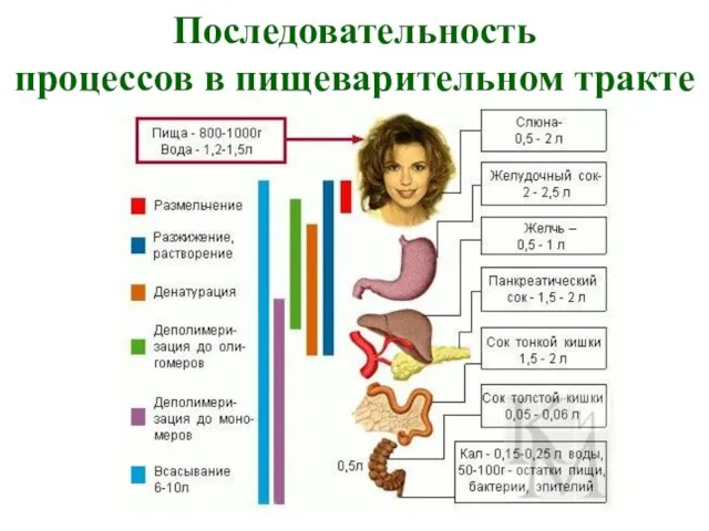 Последовательность процессов в пищеварительном тракте