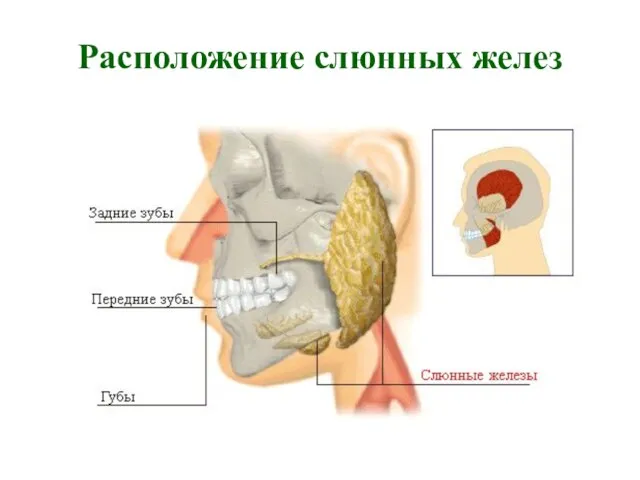 Расположение слюнных желез