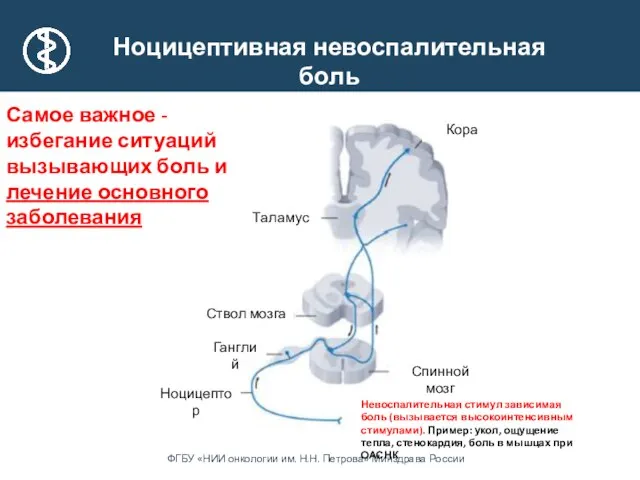 Таламус Ганглий Ствол мозга Кора Ноцицептор Спинной мозг Ноцицептивная невоспалительная боль