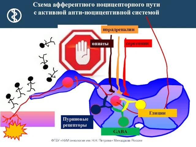 Схема афферентного ноцицепторного пути с активной анти-ноцицептивной системой опиаты норадреналин серотонин GABA Глицин Пуриновые рецепторы