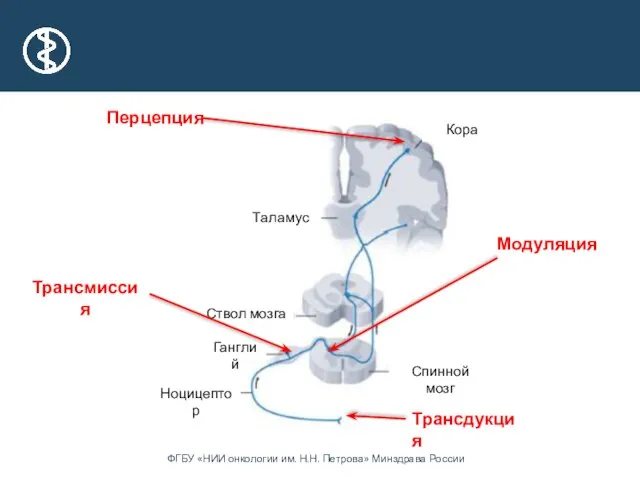 Таламус Ганглий Ствол мозга Кора Ноцицептор Спинной мозг Трансдукция Трансмиссия Модуляция Перцепция