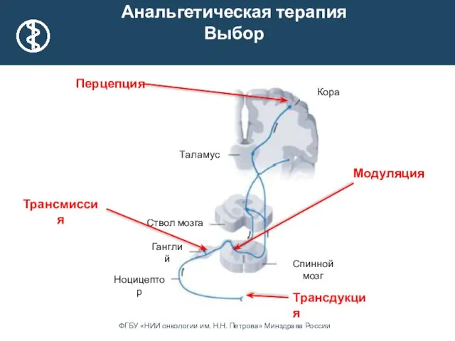 Таламус Ганглий Ствол мозга Кора Ноцицептор Спинной мозг Трансдукция Трансмиссия Модуляция Перцепция Анальгетическая терапия Выбор