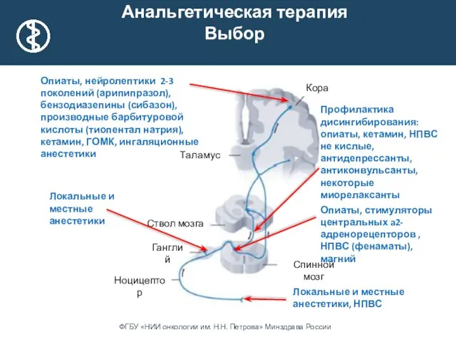 Таламус Ганглий Ствол мозга Кора Ноцицептор Спинной мозг Локальные и местные