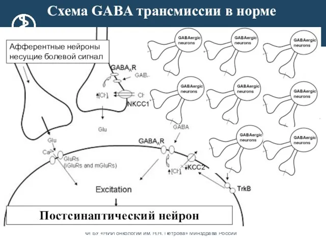Афферентные нейроны несущие болевой сигнал Постсинаптический нейрон Схема GABA трансмиссии в норме