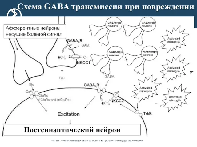 Афферентные нейроны несущие болевой сигнал Постсинаптический нейрон Схема GABA трансмиссии при повреждении