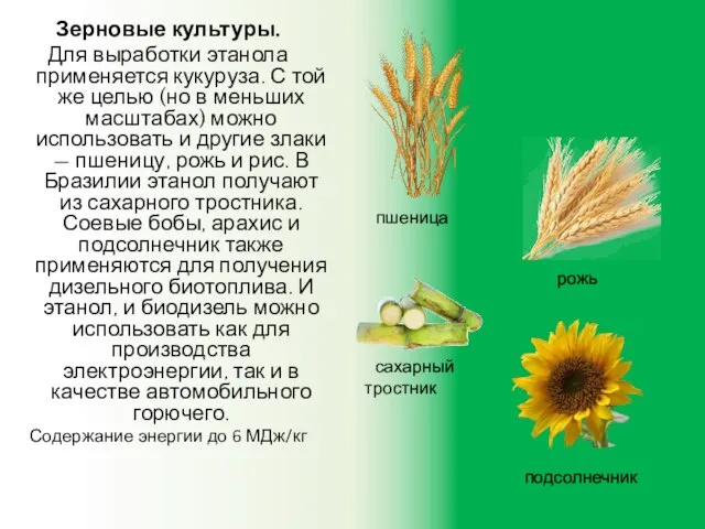 Зерновые культуры. Для выработки этанола применяется кукуруза. С той же целью