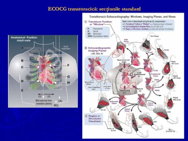 ECOCG transtoracică: secţiunile standard