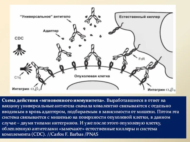 Схема действия «мгновенного иммунитета». Выработавшиеся в ответ на вакцину универсальные антитела
