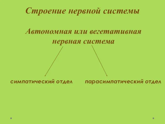 Строение нервной системы Автономная или вегетативная нервная система симпатический отдел парасимпатический отдел