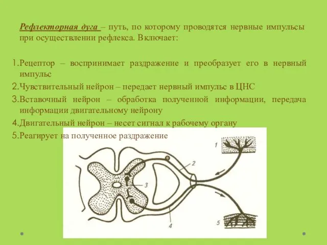 Рефлекторная дуга – путь, по которому проводятся нервные импульсы при осуществлении