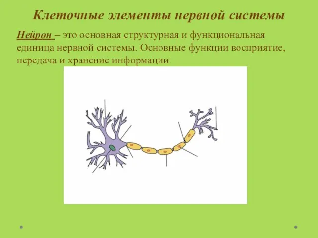 Клеточные элементы нервной системы Нейрон – это основная структурная и функциональная