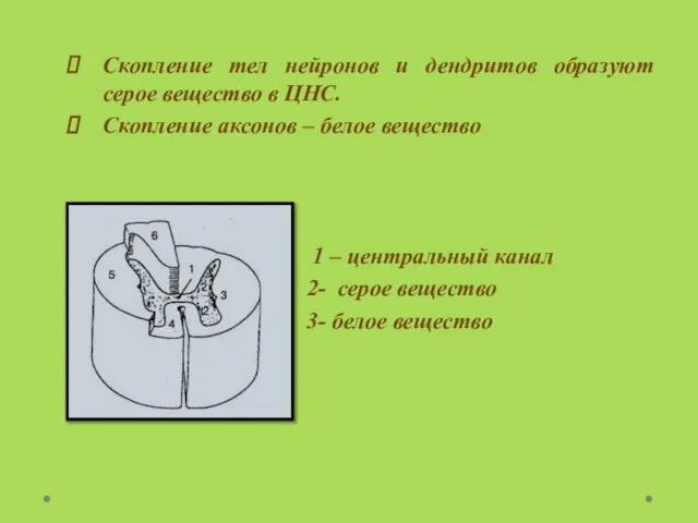 Скопление тел нейронов и дендритов образуют серое вещество в ЦНС. Скопление