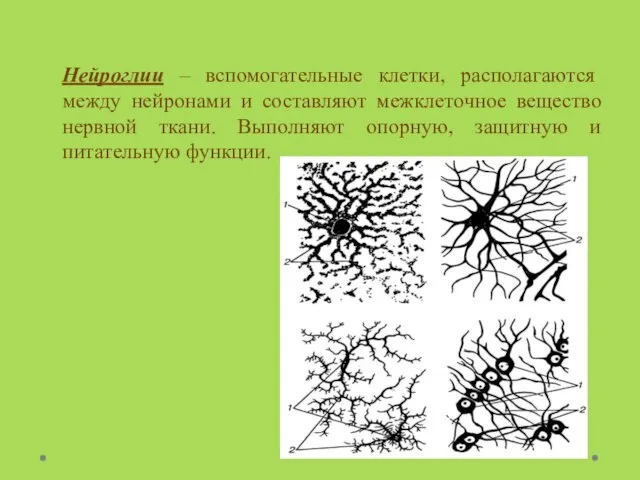Нейроглии – вспомогательные клетки, располагаются между нейронами и составляют межклеточное вещество