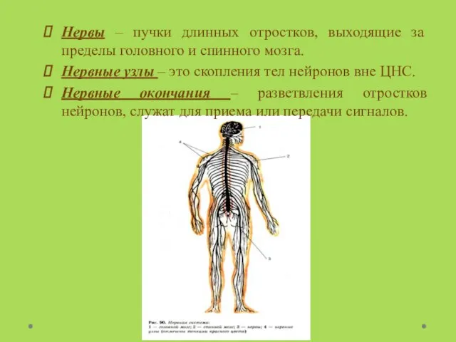 Нервы – пучки длинных отростков, выходящие за пределы головного и спинного