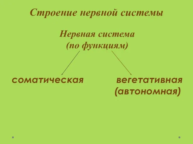 Строение нервной системы Нервная система (по функциям) соматическая вегетативная (автономная)