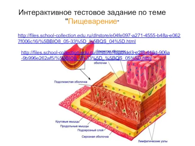 http://files.school-collection.edu.ru/dlrstore/e04fe097-a271-4555-b48a-e0627f006c16/%5BBIO8_05-33%5D_%5BQS_04%5D.html Интерактивное тестовое задание по теме "Пищеварение" http://files.school-collection.edu.ru/dlrstore/4aabfdd3-e2f8-448d-906a-9b996e262af5/%5BBIO8_05-33%5D_%5BQS_05%5D.html