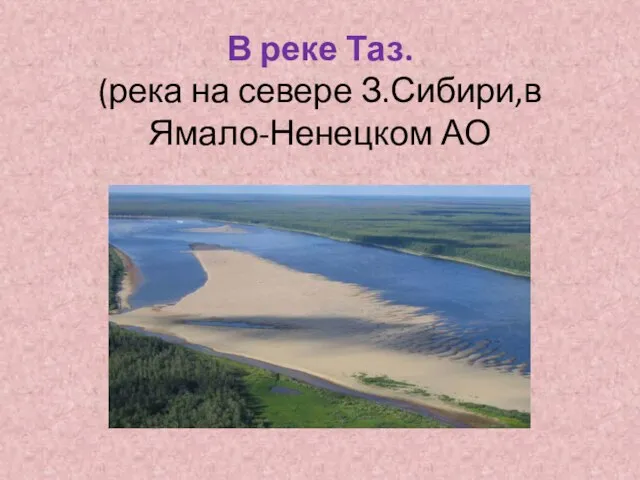 В реке Таз. (река на севере З.Сибири,в Ямало-Ненецком АО