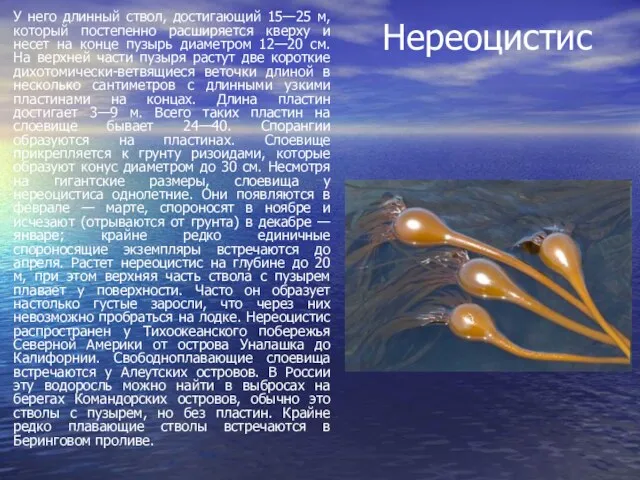 Нереоцистис У него длинный ствол, достигающий 15—25 м, который постепенно расширяется