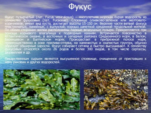 Фукус Фукус пузырчатый (лат. Fucus vesiculosus) – многолетняя морская бурая водоросль