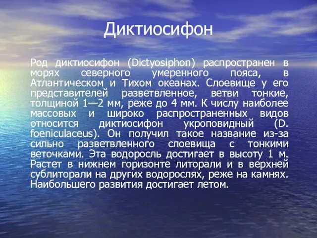 Диктиосифон Род диктиосифон (Dictyosiphon) распространен в морях северного умеренного пояса, в