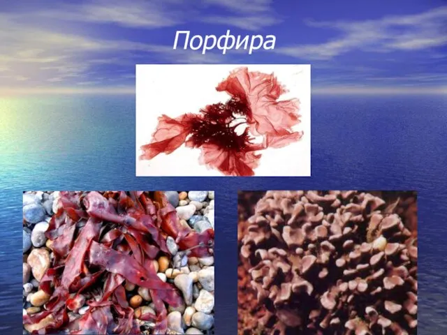 Порфира