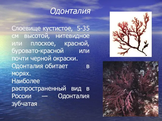 Одонталия Слоевище кустистое, 5-35 см высотой, нитевидное или плоское, красной, буровато-красной