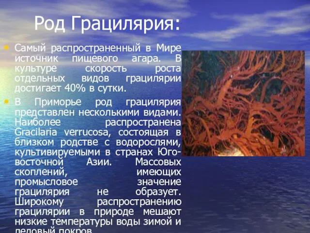 Род Грацилярия: Самый распространенный в Мире источник пищевого агара. В культуре