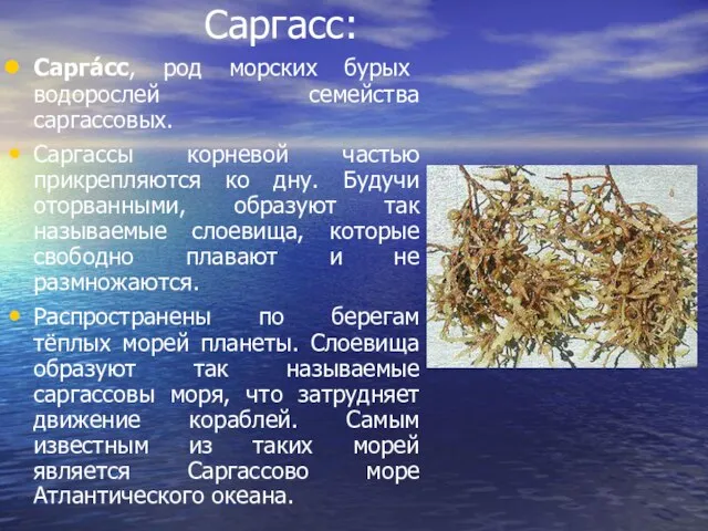 Саргасс: Сарга́сс, род морских бурых водорослей семейства саргассовых. Саргассы корневой частью