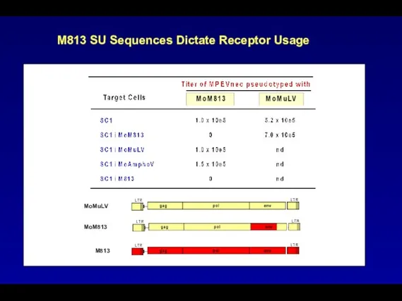 M813 SU Sequences Dictate Receptor Usage MoMuLV MoM813 M813