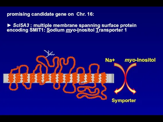 promising candidate gene on Chr. 16: ► Scl5A3 : multiple membrane