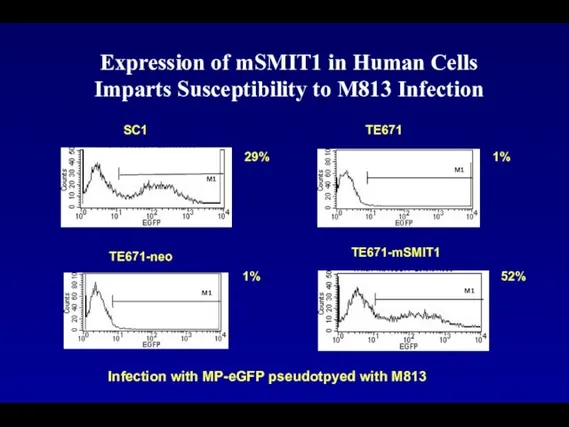 Expression of mSMIT1 in Human Cells Imparts Susceptibility to M813 Infection
