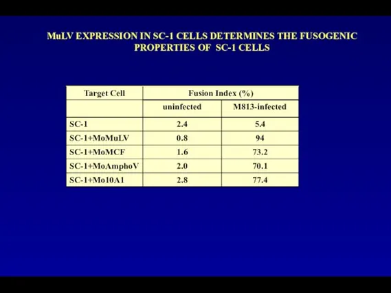 MuLV EXPRESSION IN SC-1 CELLS DETERMINES THE FUSOGENIC PROPERTIES OF SC-1 CELLS