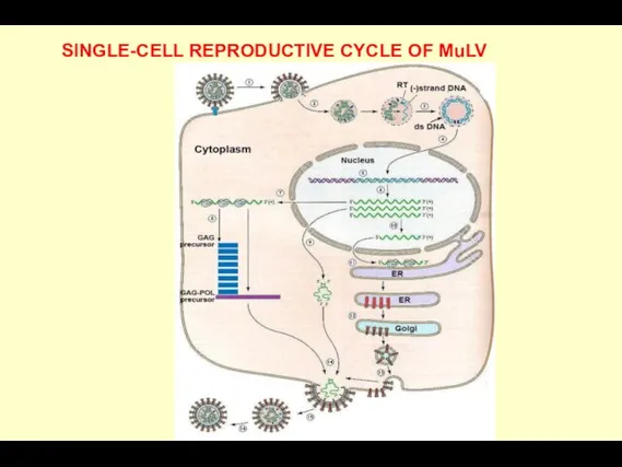 SINGLE-CELL REPRODUCTIVE CYCLE OF MuLV
