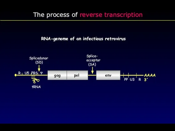 RNA-genome of an infectious retrovirus tRNA gag pol env Splicedonor (SD)