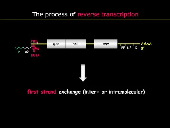 gag pol env R U5 PBS PP U3 R AAAA 3´ The process of reverse transcription