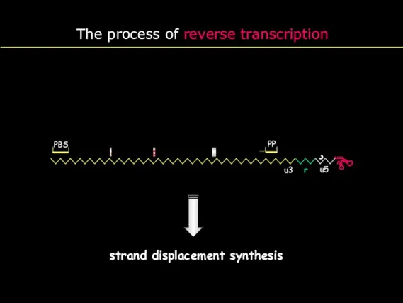 gag pol env PP U3 R AAAA 3´ The process of reverse transcription PBS r u5