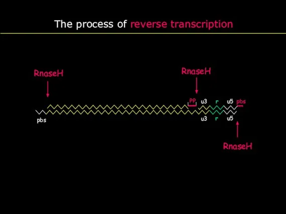 The process of reverse transcription