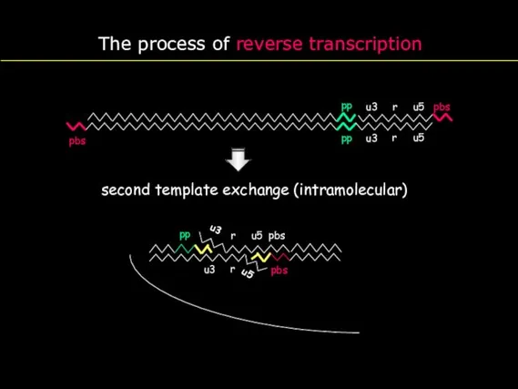The process of reverse transcription u3 r u5 pbs r u5 PBS u3 pbs pp pp
