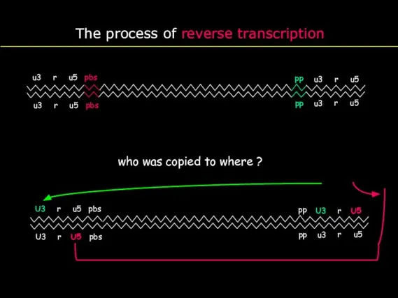 The process of reverse transcription who was copied to where ?