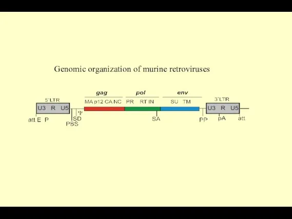 Genomic organization of murine retroviruses
