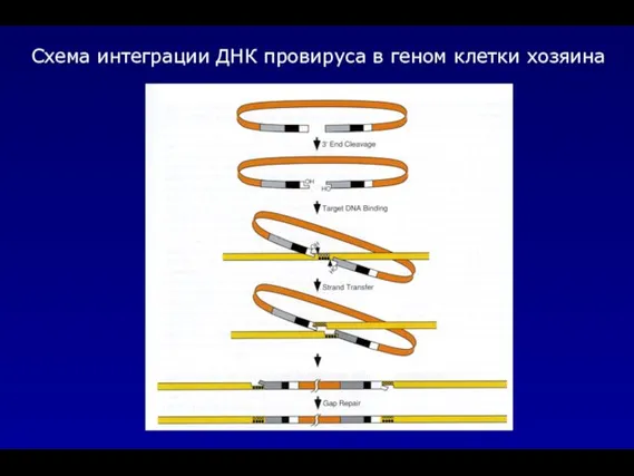 Схема интеграции ДНК провируса в геном клетки хозяина