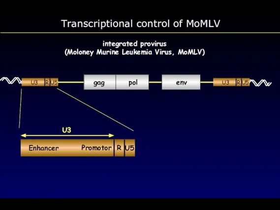 Transcriptional control of MoMLV integrated provirus (Moloney Murine Leukemia Virus, MoMLV)