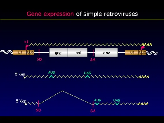 Gene expression of simple retroviruses gag pol env AAAA