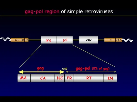 gag-pol region of simple retroviruses