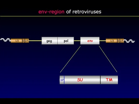 env-region of retroviruses