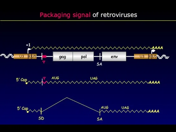 Packaging signal of retroviruses 5´Cap AUG UAG gag pol env +1 AAAA SA