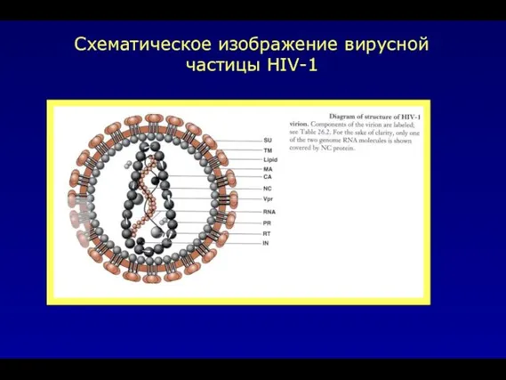 Схематическое изображение вирусной частицы HIV-1