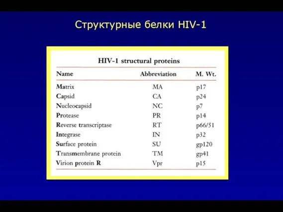 Структурные белки HIV-1