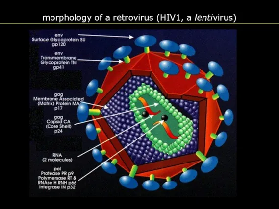 morphology of a retrovirus (HIV1, a lentivirus)